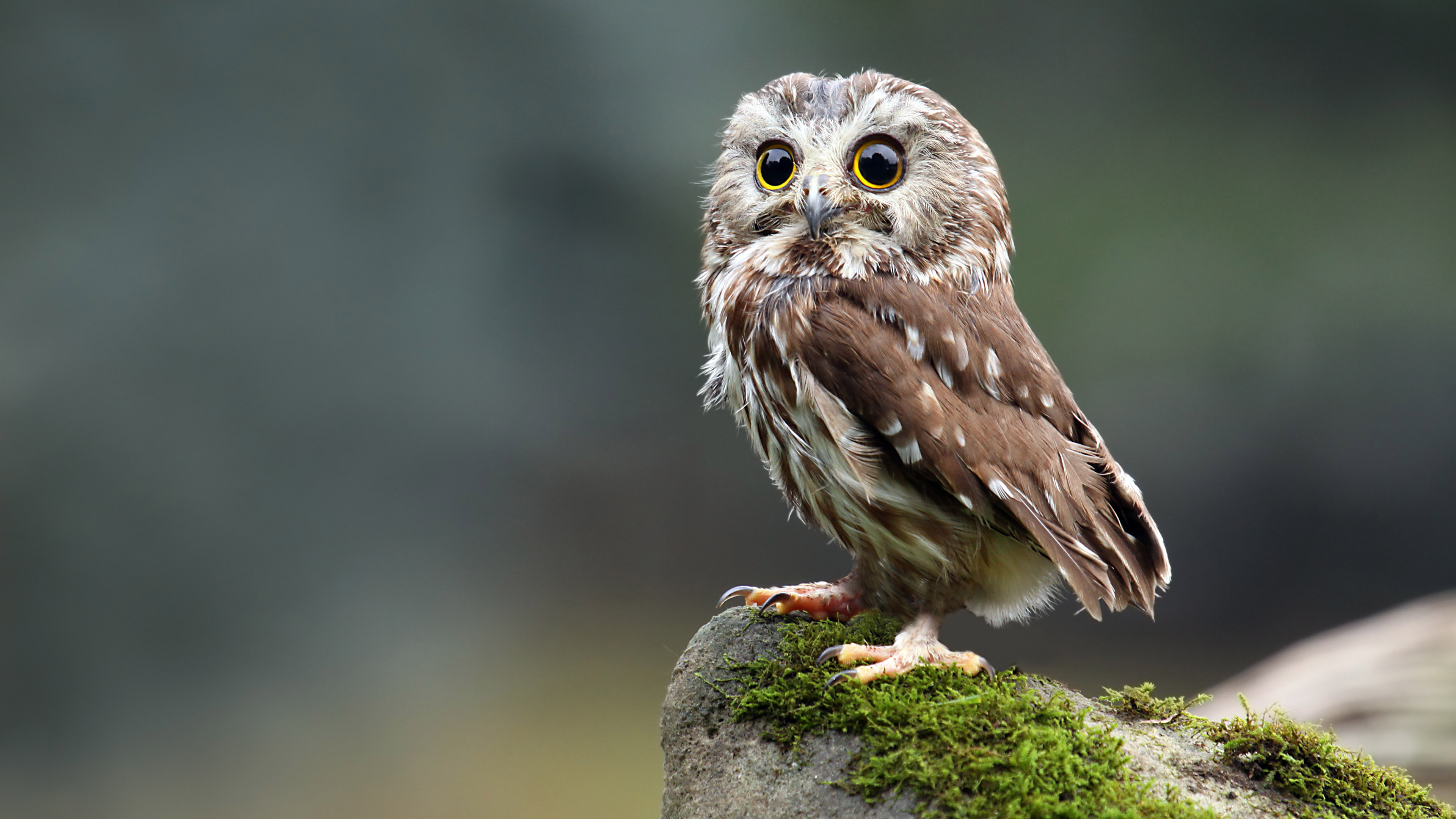Evento de repasse de taxa com ASAAS